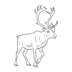 Powerful Tundra Caribou - Caribou vector - Caribou Line art - Caribou Drawing - Vector Lineart of Caribou - Caribou icon - symbolizing northern strength

