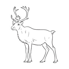Grandeur of Caribou Antlers - Caribou vector - Caribou Line art - Caribou Drawing - Vector Lineart of Caribou - Caribou illustration - featuring impressive racks

