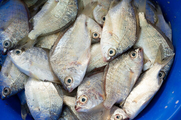 Silver belly fish, market stall with freshly caught seafood in Kochi, India, fishing industry at...