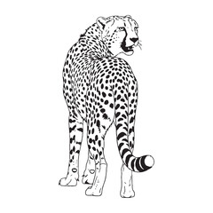 Silent Hunter Cheetah - Cheetah vector - Cheetah Line art - Cheetah Drawing - Vector Lineart of Cheetah - capturing stealth.

