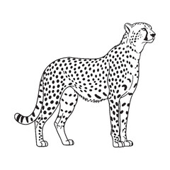 Elegant Cheetah Profile - Cheetah vector - Cheetah Line art - Cheetah Drawing - Vector Lineart of Cheetah - emphasizing its refined features.


