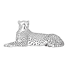 Noble Cheetah Stance - Cheetah vector - Cheetah Line art - Cheetah Drawing - Vector Lineart of Cheetah - conveying its regal presence.

