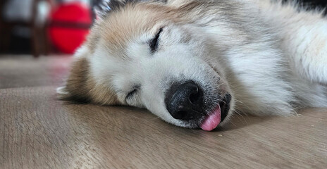 Senior old dog deeply sleeping on the floor with his tongue out