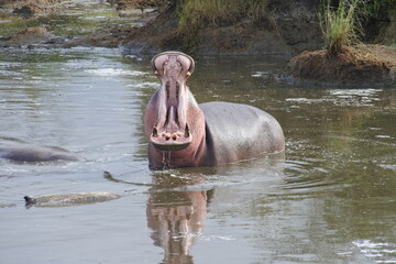Flusspferd mit offenem Maul