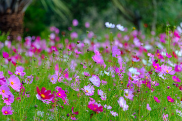 秋桜の野原に広がるピンクのコスモスの花々