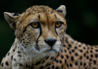 A close up of a Cheetah