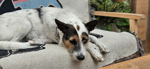 Mixed breed dog lying down on sofa with plants pot and timber background