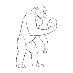 Chimpanzee Body Form - Chimpanzee vector - Chimpanzee Line art - Chimpanzee Drawing - Vector Lineart of Chimpanzee - rendered for visual reference.

