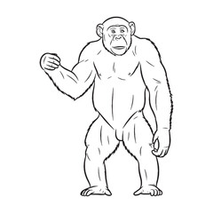 Monochrome Line Design - Chimpanzee vector - Chimpanzee Line art - Chimpanzee Drawing - Vector Lineart of Chimpanzee - for black and white visuals.

