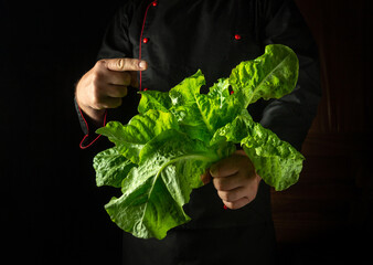 A chef in a black uniform holds a vibrant, fresh head of lettuce, highlighting its crispness and...