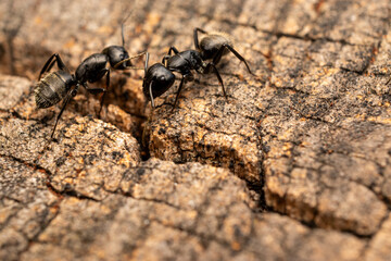 black ant on a wood