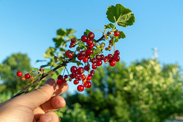 Bright red currants hang in clusters from a green branch, held in a hand against a backdrop of blue sky and lush greenery. It is a sunny summer day perfect for harvesting