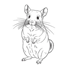 High Quality Artwork - Chinchilla vector - Chinchilla Line art - Chinchilla Drawing - Vector Lineart of Chinchilla - for professional digital use.

