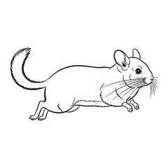 Discover a Fluffy Chinchilla Vector - soft Chinchilla Lineart - a charming Chinchilla Drawing - precise Vector Lineart of Chinchilla - ideal for any Chinchilla Illustration project.

