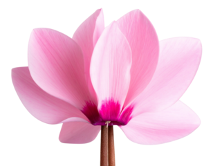 Close-Up of Pink Cyclamen Flower with Upswept Petals, Front View, Isolated on Transparent Background