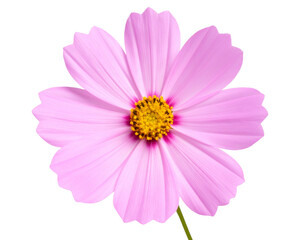 Fototapeta premium Close-Up of Pink Cosmos Flower with Yellow Center, Front View, Isolated on Transparent Background