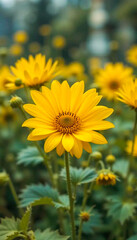 Fototapeta premium yellow flowers in the garden