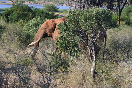 Roter Elefant hinter einem Baum am Fluss Sabaki in Kenia
