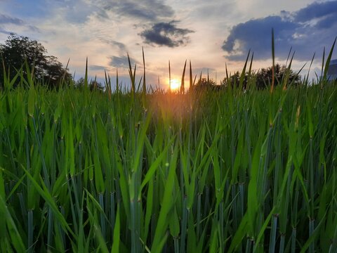 grass close-up at sunset