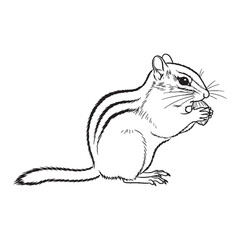 This Striped Chipmunk Vector Design - boasts functional Chipmunk Lineart for web interfaces - a distinctive Chipmunk Drawing - offering clean Vector Lineart of Chipmunk for UI/UX.

