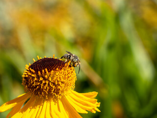 Close of on a leaf cutter bee collecting pollen from an yellow flower