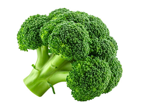 Fresh broccoli floret isolated on black