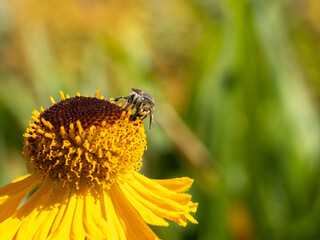 Close of on a leaf cutter bee collecting pollen from an yellow flower