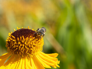 Close of on a leaf cutter bee collecting pollen from an yellow flower