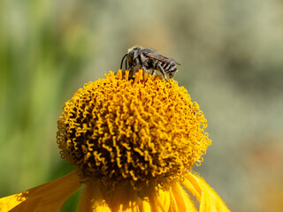 Close of on a leaf cutter bee collecting pollen from an yellow flower