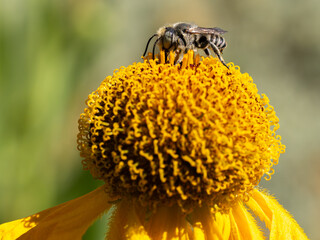 Close of on a leaf cutter bee collecting pollen from an yellow flower