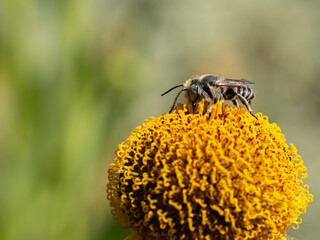 Close of on a leaf cutter bee collecting pollen from an yellow flower