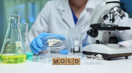 A scientist studies mold cultures in a lab using advanced microscopes and equipment to understand...