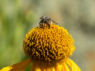 Close of on a leaf cutter bee collecting pollen from an yellow flower