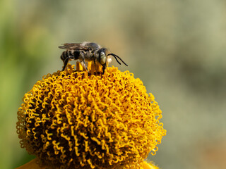 Close of on a leaf cutter bee collecting pollen from an yellow flower
