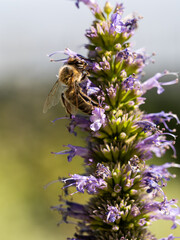Honey bee collecting pollen from catmint
