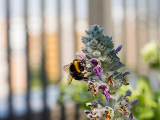 Close of on a Bumblebee collection pollen from an ear lamb plant