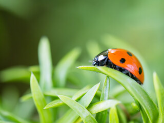 Close up of a lady bug on a leaf