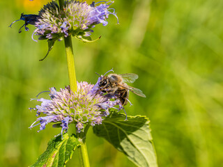 Honey bee collecting pollen from catmint