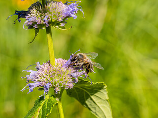 Honey bee collecting pollen from catmint