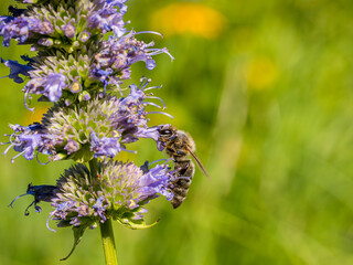 Honey bee collecting pollen from catmint