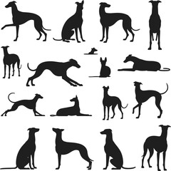 Greyhound dog silhouette set, vector illustration, various poses, pet animal collection, black isolated design, elegant sighthound, white background, canine art, running, sitting