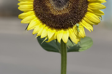 Yellow sunflower flower with a mantis on the petal. Natural summer background, selective focus. With copy space.