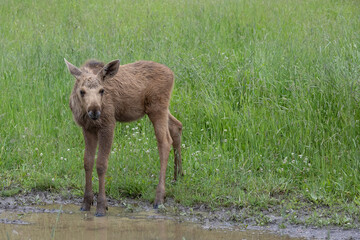 moose calf in the grass