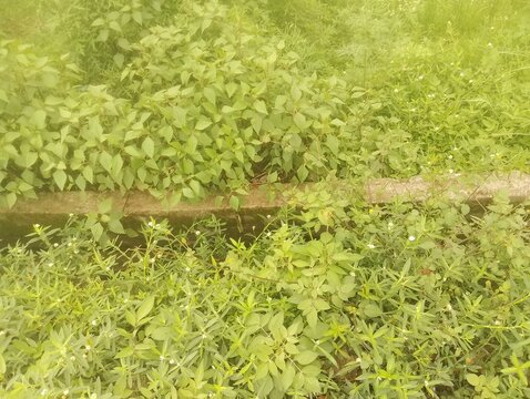 Green bushes around the sewage line