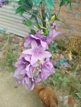 Flower vase in garden during summer