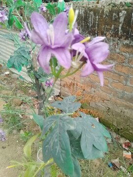 Flower in a vase looking natural