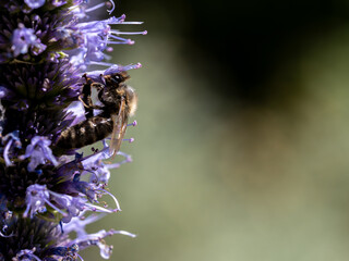 Honey bee collecting pollen from catmint