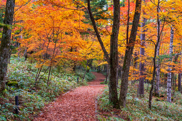 八千穂高原自然園　秋