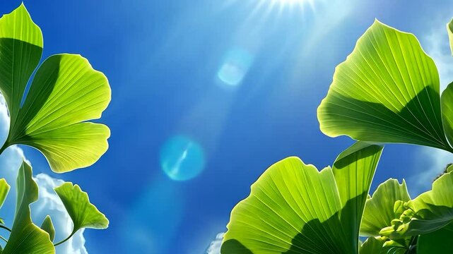 Ginkgo biloba leaves reaching for a bright blue sky