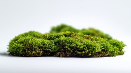 Soft green moss patch with visible tiny leaves and organic patterns, resting on clean white backdrop, sharp macro focus, ideal for natural texture or product mockups